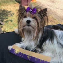 Stave - Biewer Terrier