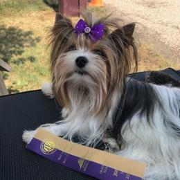 Stave - Biewer Terrier