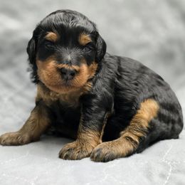 Knit - Sweater Weather - Phantom male Bernedoodle puppy in Charleston, South Carolina from Palm Belle Doodles