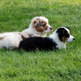 Australian Shepherd All Grown Up from Elk Ridge Australian Sherherds