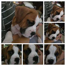 Girl 1 Red - Fawn Boxer puppy in Thonotosassa, Florida from Seufzer's Boxers