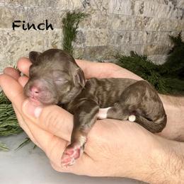 Finch - Brown male Bernedoodle puppy in Midland, Michigan from Northern Charm Farm