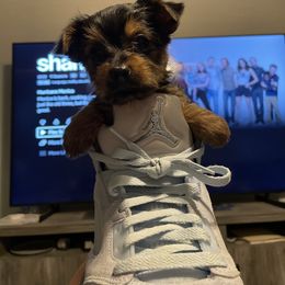 Yorkshire Terrier Puppies from Suttons Yorkies