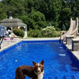 Border Collie Puppies from Harmonie 21 Border Collies
