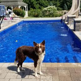 Border Collie Puppies from Harmonie 21 Border Collies