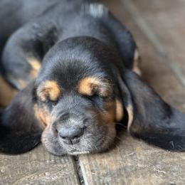 Basset Hound Puppies from Hill Top Basset Hounds & Great Pyrenees