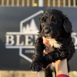 Ruby - Black female Bernedoodle puppy in Bellevue, Iowa from Blended Acres & Kennels