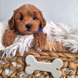 Checkers - Red  male Goldendoodle puppy in Payson, Utah from Missy Doodles