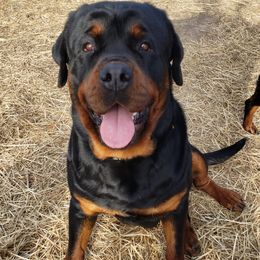 Rottweilers from Bolles Rottweilers