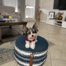 Yorkshire Terrier All Grown Up from Happy Tails Yorkies