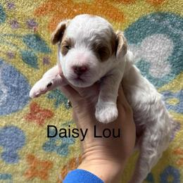 Daisy Lou - Parti female Poodle puppy in Greensburg, Kentucky from Doodle Me Crazy