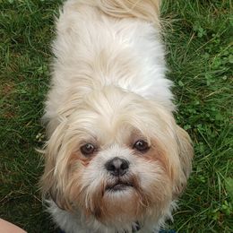 Chloe - Shih Tzu