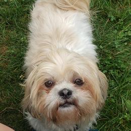 Chloe - Shih Tzu