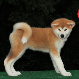 Boy 3 - Red male Japanese Akitainu puppy in Maryland from Capital Akita