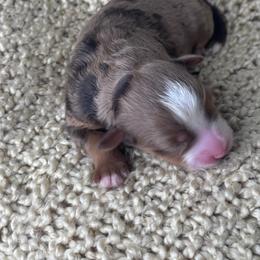 Everest - Chocolate merle female Bernedoodle puppy in Hillsboro, Oregon from Myt fine doodles