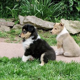 Collie Puppies from Deer Hill Collies