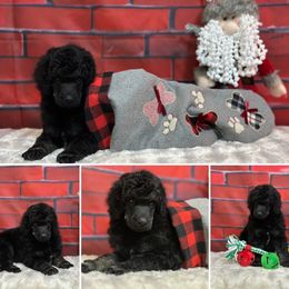 Poodles from Smart Azz Poodles