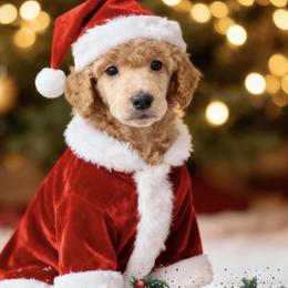 Mr White Collar - Red  male Poodle puppy in Screven, Georgia from Dreamland Standard Poodles