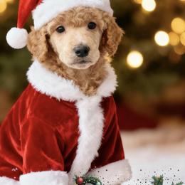 Mr White Collar - Red  male Poodle puppy in Screven, Georgia from Dreamland Standard Poodles