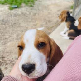 Beagle Puppies from DNA Beagles