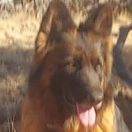 Holly - German Shepherd