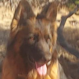 Holly - German Shepherd