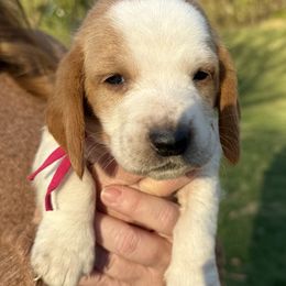 Basset Hound Puppies from CK Beagles & Bassets