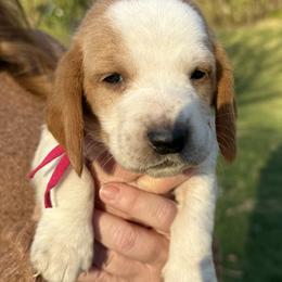 Basset Hound Puppies from CK Beagles & Bassets