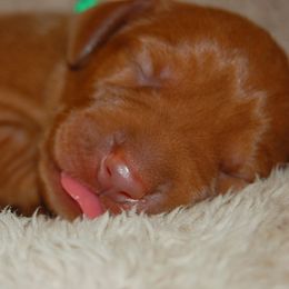 Miss Pink - Golden rust female Vizsla puppy in Lexington, Kentucky from Summit Vizsla (we can deliver to you)