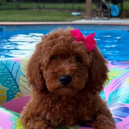 Nicky - Red female Cavapoo puppy in Mint Hill, North Carolina from DoodleForever