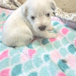 Aspen - White female Miniature Schnauzer puppy in Warrenville, South Carolina from All Paws Pet Resort