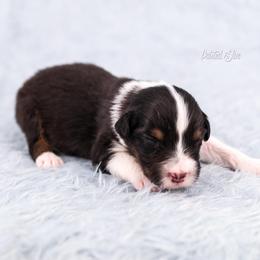 Ridge - Black tri-color male Australian Shepherd puppy in Herriman, Utah from Painted Blue Aussies