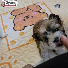 Baby Saja - Tan and white male Yorkshire Terrier puppy in California from Corazon de gigante