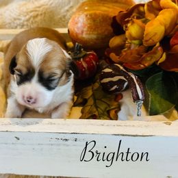 Brighton - Red female Pembroke Welsh Corgi puppy in Cashion, Oklahoma from Shabby Chic Corgis