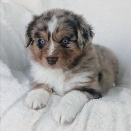 Boy 2 - Red merle male Australian Shepherd puppy in Yakima, Washington from Naches Heights Ranch