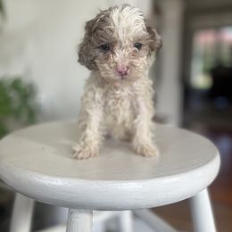Max - Brown male Cavapoo puppy in Strasburg, Pennsylvania from Still Water Puppies
