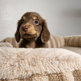 Daisy - Chocolate and tan female Dachshund puppy in Gold Canyon, Arizona from Silverking Kennels