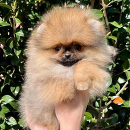 Belle - Orange sable female Pomeranian puppy in Hot Springs, Arkansas from Pomeranian Empire
