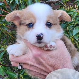 Red merle boy 3 - Red merle and white male American Corgi puppy in Hampton, Tennessee from TC Farms Stock Dogs - Miniature Australian Shepherds