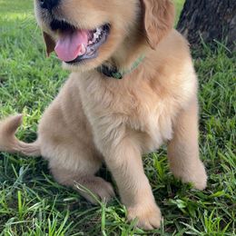 Golden Retriever Puppies from Sydney’s Goldens