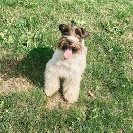 Luna - Miniature Schnauzer