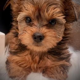 Boy 2 coco - Liver male Yorkshire Terrier puppy in Machesney Park, Illinois from Three Yorkie Family