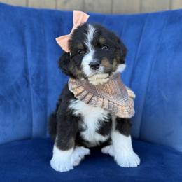 Liesl FURNISHED - Tri-color female Bernedoodle puppy in Bellville, Ohio from Bernedoodle Buddies