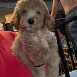 Burgundy - Apricot female Assorted Doodle Crosses puppy in San Jacinto, California from Goldens and Doodles