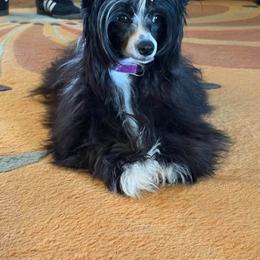 Meagan - Black and white female Chinese Crested puppy in Hernando, Florida from BryMar Chinese Cresteds