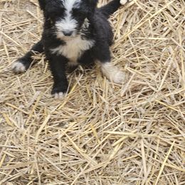 Star-born on Memorial Day - Black and white female Sheepadoodle puppy in Falls Creek, Pennsylvania from By Well Kennels