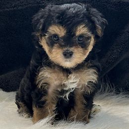 Kylie - Black & tan female Maltipoo puppy in Lebanon, Kentucky from Mosaic Merle Doodles