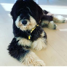 Bernedoodle, Goldendoodle, and Labradoodle Puppies from Riverhouse Doodles