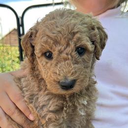 Black collar - Apricot female Goldendoodle puppy in Fairfield, California from Twin Sisters Doodles