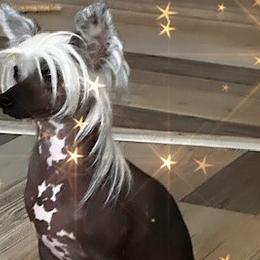 Raya - Chinese Crested